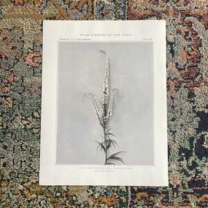 🖤 5/$25 Antique Botanical Plant Print Original over 100 years old Vintage Art